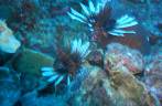 Muitos Lion Fish em mergulho em Invisible, no sul de Bonaire